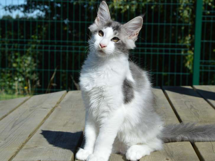 Magnifique chaton mâle Maine Coon à vendre