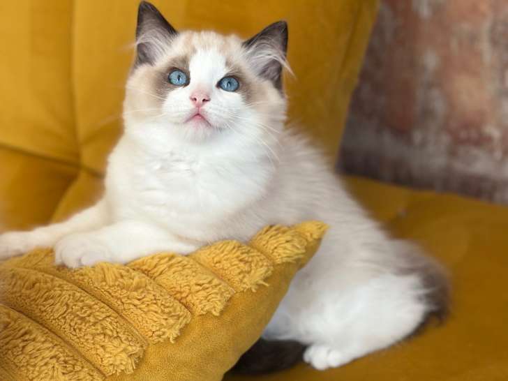 Adorables chatons Ragdoll avec pedigree