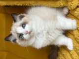 Adorables chatons Ragdoll avec pedigree
