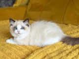Adorables chatons Ragdoll avec pedigree