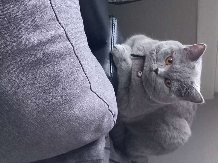 Femelle British Shorthair disponible pour saillie