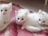 Magnifiques chatons Angora Turc blancs &agrave; vendre