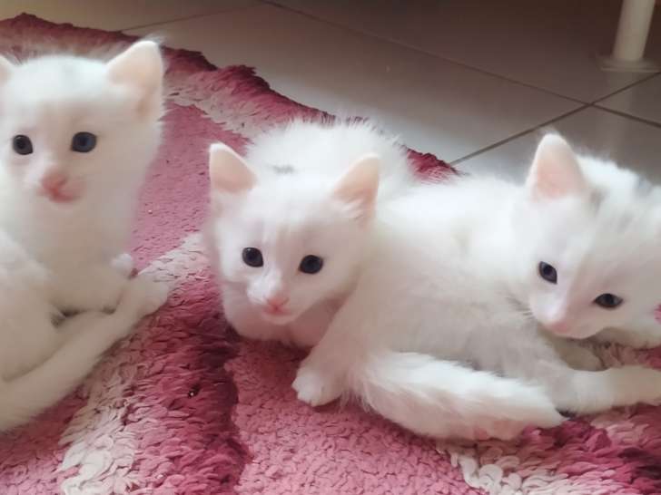 Magnifiques chatons Angora Turc blancs à vendre