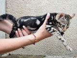 Femelle Bengal marble LOOF à vendre