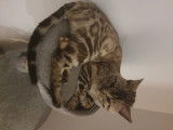 Mâle Bengal snow pour saillie