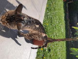 Mâle Bengal snow pour saillie