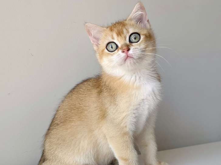 2 chatons British Shorthair LOOF à vendre