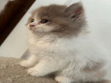 Chatons de race British Longhair à vendre (1 femelle & 1 mâle)