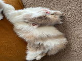Chatons de race British Longhair à vendre (1 femelle & 1 mâle)