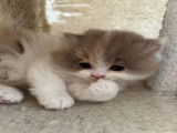 Chatons de race British Longhair à vendre (1 femelle & 1 mâle)