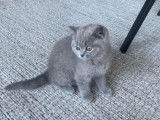 Chatons de race British Longhair à vendre (1 femelle & 1 mâle)