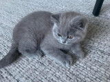 Chatons de race British Longhair à vendre (1 femelle & 1 mâle)