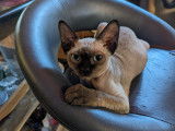 Chaton mâle Seal mink Devon Rex à vendre