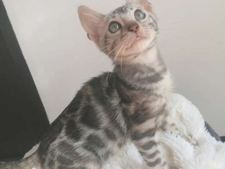 Chaton Bengal LOOF silver spotted à vendre
