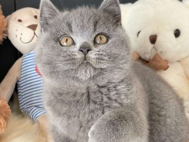 Chatons British shorthair disponibles