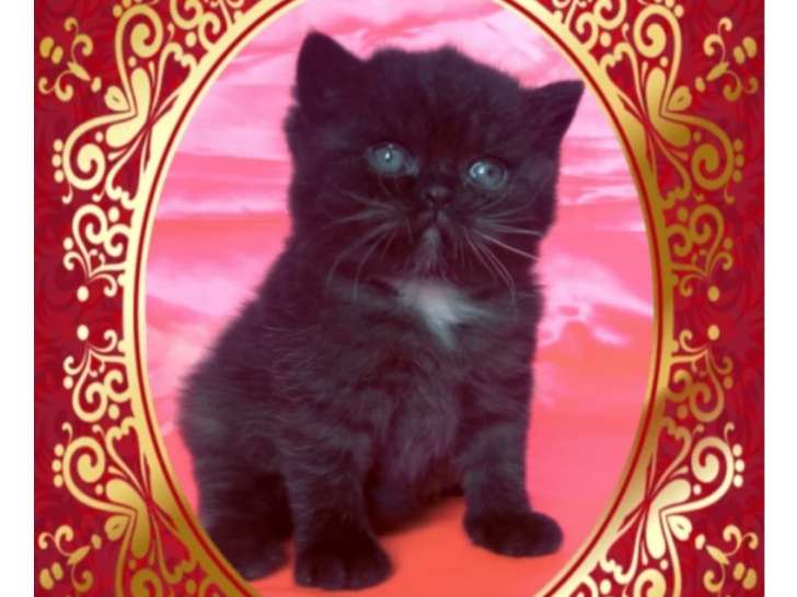 Chatons British Shorthair non-loof (3-4x CB)