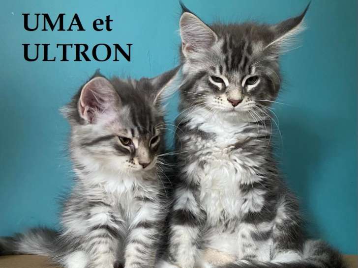 5 magnifiques chatons Maine Coon à vendre