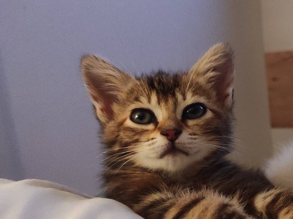 Chaton femelle à donner Petite Annonce chat
