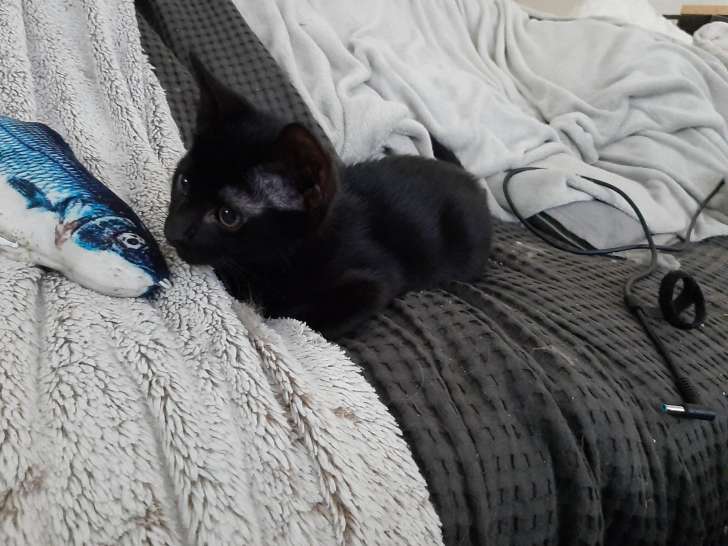 2 Chatons mâles à adopter