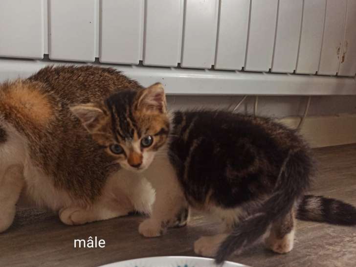 Chatons mâles à adopter