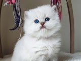 Femelle disponible