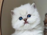 Femelle disponible