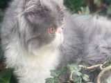 Chatons Persans LOOF à vendre