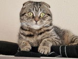 Femelle Scottish Fold disponible pour saillie