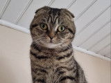 Femelle Scottish Fold disponible pour saillie