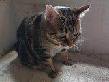 Sara à l'adoption