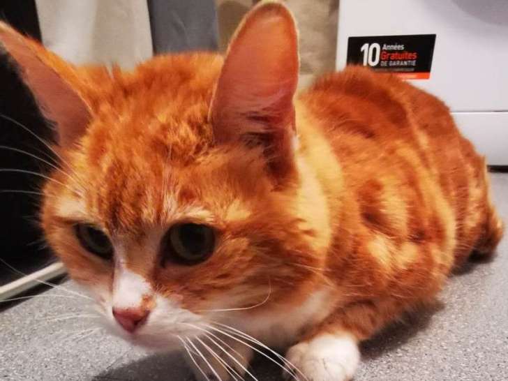 Mia, chatte à adopter
