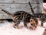 Chatons de race Bengal à vendre (3 femelles & 2 mâles)