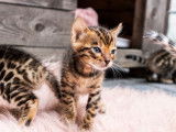 Chatons de race Bengal à vendre (3 femelles & 2 mâles)