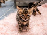 Chatons de race Bengal à vendre (3 femelles & 2 mâles)