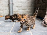 Chatons de race Bengal à vendre (3 femelles & 2 mâles)