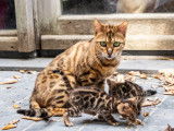 Chatons de race Bengal à vendre (3 femelles & 2 mâles)
