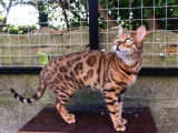 Chatons de race Bengal à vendre (3 femelles & 2 mâles)