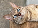 Chatons de race Bengal à vendre (3 femelles & 2 mâles)