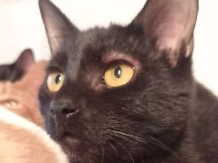 Chaton mâle noir à donner