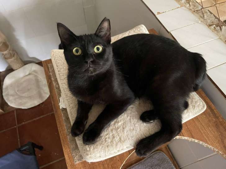 Chaton mâle noir à donner