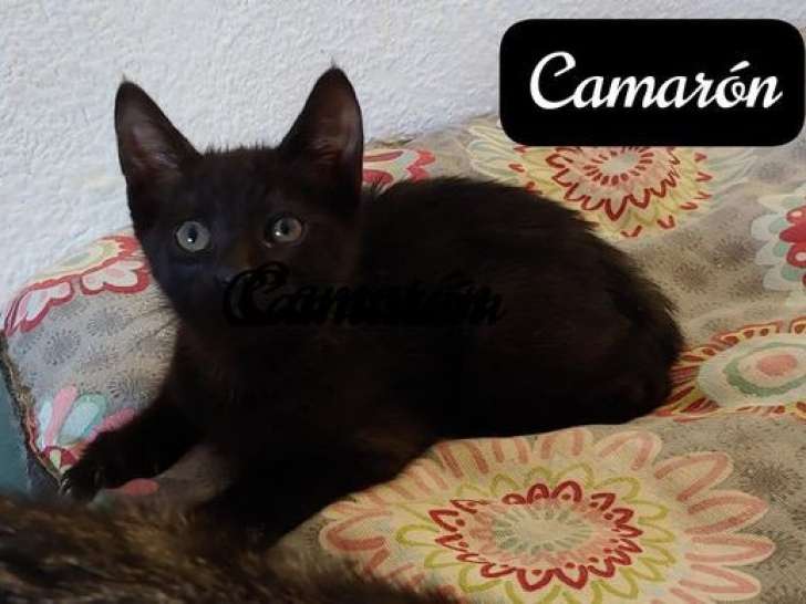 Chaton mâle à donner