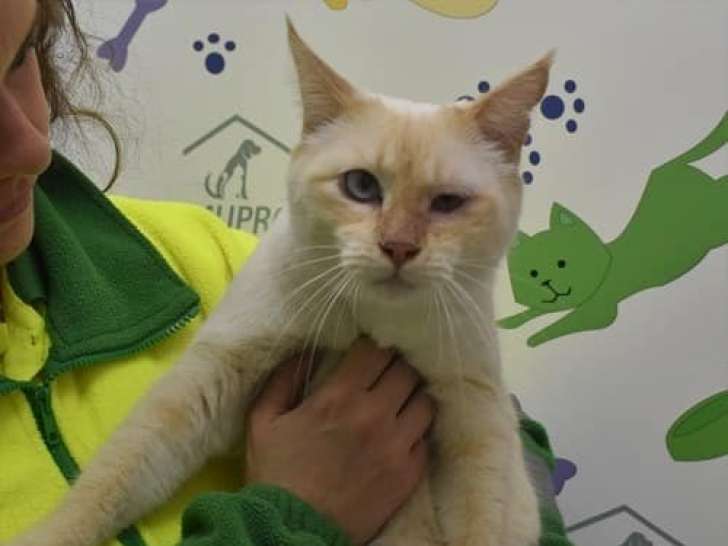 Chat à donner