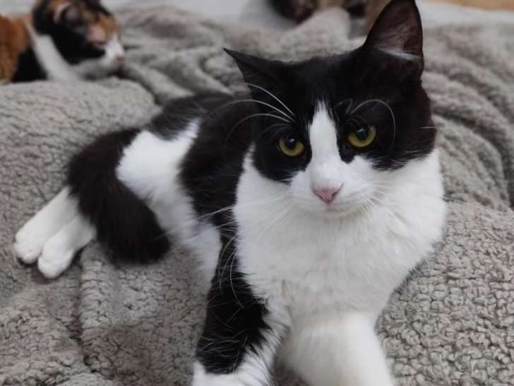Chatte noir et blanc à adopter