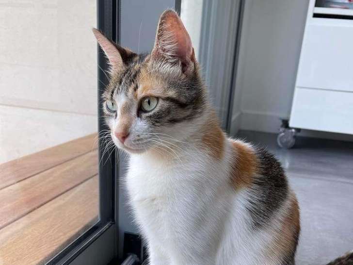 Chaton mâle à donner