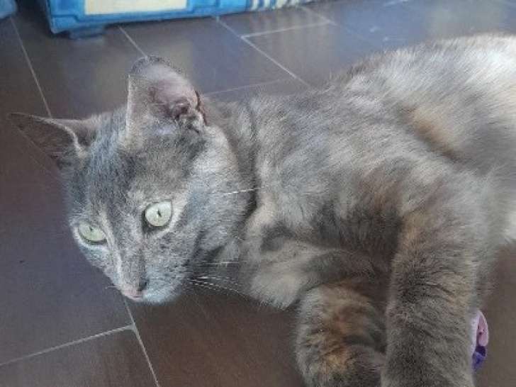 Chatte à donner