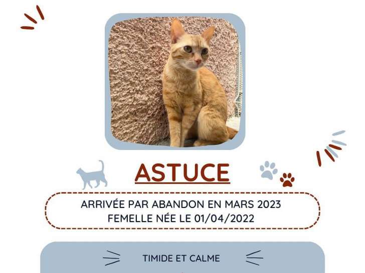 Chatte à adopter