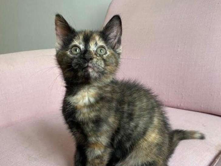 Chaton femelle à adopter