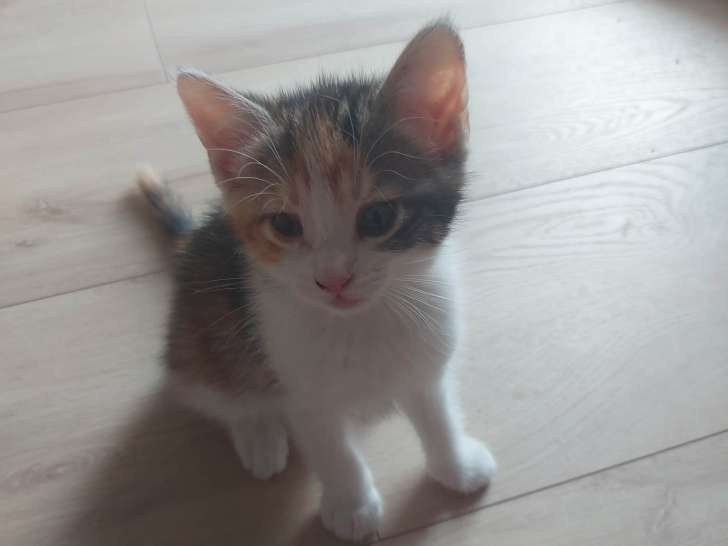 Chaton femelle à adopter