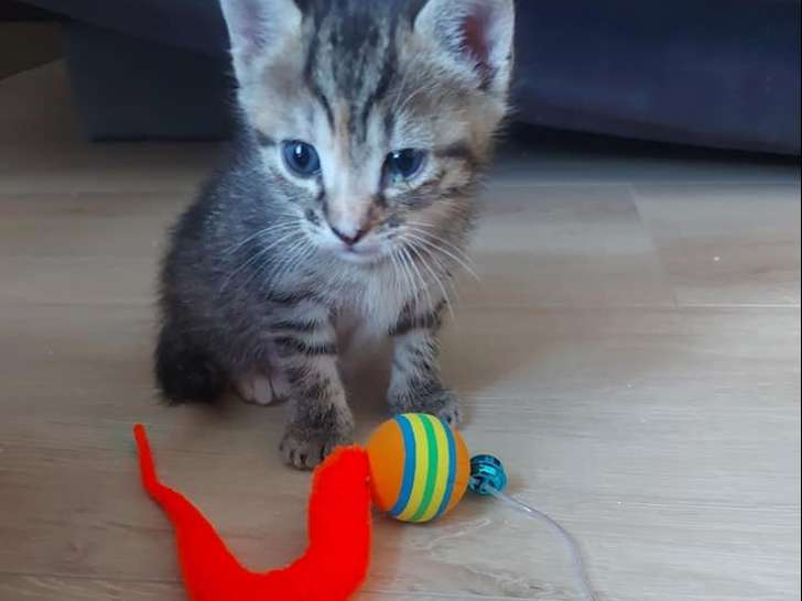 Chaton femelle à donner