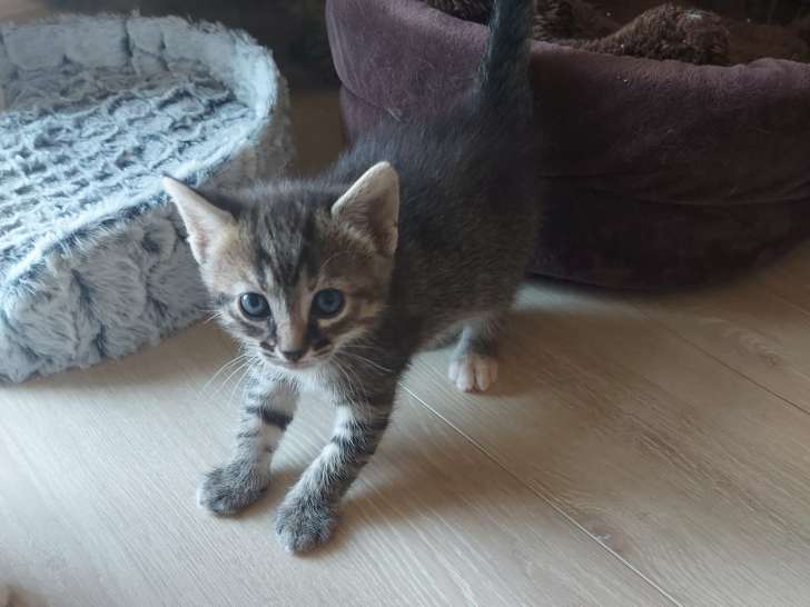 Chaton femelle à donner